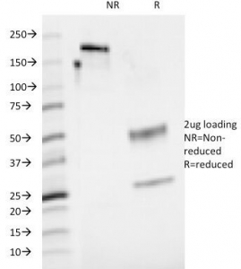 SDS-PAGE Analysis of Purified, BSA-Free CD48 Antibody (clone 5-4.8). Confirmation of Integrity and Purity of the Antibody.