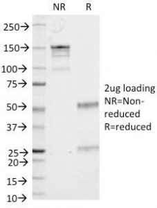 SDS-PAGE Analysis of Purified, BSA-Free CD53 Antibody (clone 161-2). Confirmation of Integrity and Purity of the Antibody.