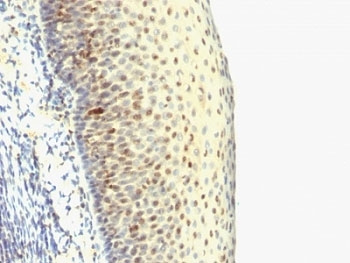 IHC: Formalin-fixed, paraffin-embedded human tonsil stained with IPO38 antibody (SPM515).