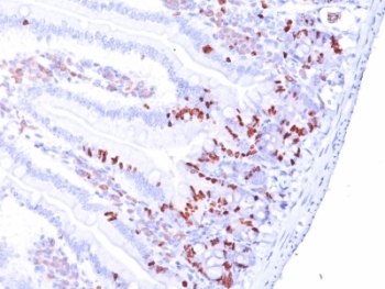 IHC: Formalin-fixed, paraffin-embedded mouse small intestine stained with BrdU antibody (85-2C8).