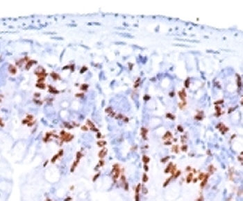 IHC: Formalin-fixed, paraffin-embedded mouse small intestine stained with BrdU antibody (BRD469 + BRD494 + BRD.3).