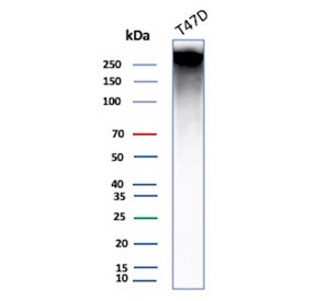 Western blot testing of human T-47D cell lysate with MUC1 antibody (clone E29). This glycoprotein is commonly visualized between 120~500 kDa.