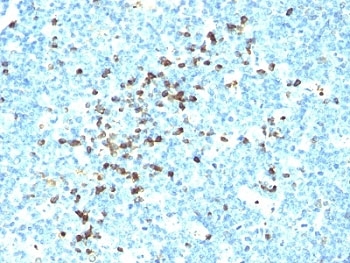 IHC: Formalin-fixed, paraffin-embedded human tonsil stained with IgM antibody (DA4-4)