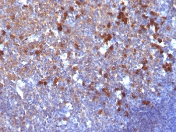 IHC: Formalin-fixed, paraffin-embedded human tonsil stained with IgG antibody (clone IG217).