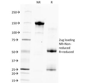 SDS-PAGE Analysis of Purified, BSA-Free Hepatocyte Specific Antigen Antibody (clone HSA133). Confirmation of Integrity and Purity of the Antibody.