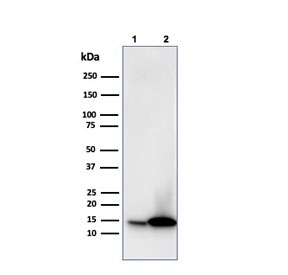 Western blot testing of human 1) JEG-3 and 2) K562 cell lysate with Galectin 1 antibody (clone GAL1/1831). Expected molecular weight ~14 kDa.