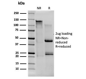 SDS-PAGE analysis of purified, BSA-free CD80 antibody (clone C80/1608) as confirmation of integrity and purity.