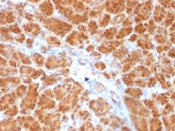 IHC testing of FFPE human pancreas with Clathrin Light Chain antibody (clone SPM174). Required HIER: boil tissue sections in pH 9 10mM Tris with 1mM EDTA for 10-20 min.