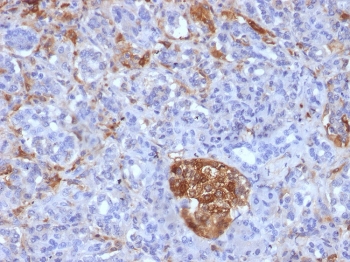 IHC staining of FFPE human pancreas with Ferritin Light Chain antibody (clone FTL/1386). HIER: boil tissue sections in pH 9 10mM Tris with 1mM EDTA for 10-20 min and allow to cool before testing.