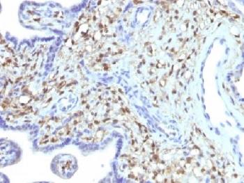 IHC testing of FFPE human placenta with FSP1 antibody (clone S100A4/1481). Required HIER: steam sections in 10mM citrate buffer, pH 6, for 10-20 min followed by cooling.
