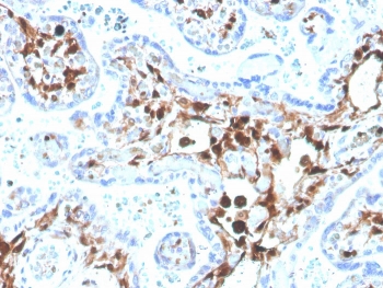 IHC testing of FFPE human placenta with biotinylated FSP1 antibody (clone S100A4/1481). HIER: boil tissue sections in pH 9 10mM Tris with 1mM EDTA for 20 min and allow to cool before testing.