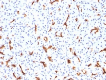 IHC testing of FFPE human pancreas with CFTR antibody (clone CFTR/1785). HIER: boil tissue sections in 10mM Tris with 1mM EDTA, pH9 for 10-20 min followed by cooling at RT for 20 min.