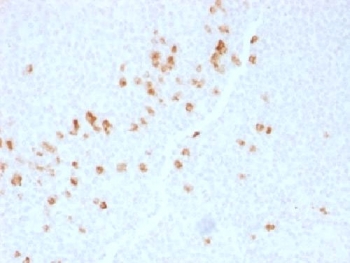 IHC testing of human tonsil with IgG4 antibody (clone IGHG4/1345). HIER: boil sections in 10mM Tris with 1mM EDTA, pH9 for 10-20 min followed by cooling at RT for 20 min.