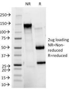 SDS-PAGE Analysis of Purified, BSA-Free CD11b Antibody (clone ITGAM/271). Confirmation of Integrity and Purity of the Antibody.