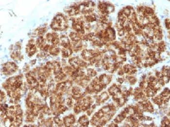 IHC testing of FFPE human pancreas tissue with MAML2 antibody (clone MAML2/1302). Staining of FFPE tissue requires boiling sections in 10mM Tris with 1mM EDTA, pH9, for 10-20 min followed by cooling at RT for 20 min.