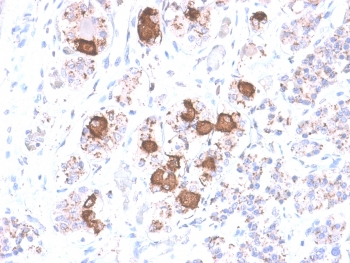 IHC testing of FFPE human pituitary gland with recombinant ACTH antibody (clone CLIP/2040R). Required HIER: boil tissue sections in 10mM citrate buffer, pH 6, for 10-20 min followed by cooling at RT for 20 min.