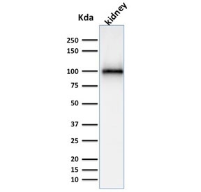 Western blot testing of human kidney lysate with CD10 antibody. Routinely visualized at ~100 kDa. 