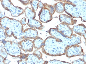 IHC testing of FFPE human placenta with TIMP2 antibody (clone TIMP2/2044). Required HIER: requires boil tissue sections in 10mM citrate buffer, pH 6, for 10-20 min followed by cooling at RT for 20 min.