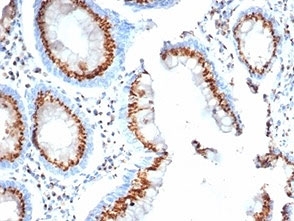IHC staining of FFPE human colon tissue with GLG1 antibody (clone GLG1/4830).