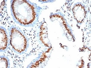 IHC staining of FFPE human colon tissue with GLG1 antibody (clone GLG1/4830).