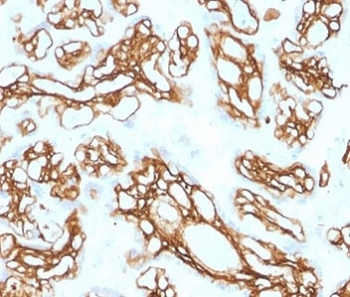 IHC staining of FFPE human placental tissue with FBN1 antibody (clone FBN1/2191). HIER: boil tissue sections in pH 9 10mM Tris with 1mM EDTA for 20 min and allow to cool before testing.