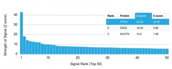 Analysis of a HuProt(TM) microarray containing more than 19,000 full-length human proteins using PTEN antibody (clone PTEN/2159). Z- and S- Score: The Z-score represents the strength of a signal that a monoclonal antibody (in combination with a fluorescently-tagged anti-IgG secondary antibody) produces when binding to a particular protein on the HuProt(TM) array. Z-scores are described in units of standard deviations (SD's) above the mean value of all signals generated on that array. If targets on HuProt(TM) are arranged in descending order of the Z-score, the S-score is the difference (also in units of SD's) between the Z-score. S-score therefore represents the relative target specificity of a mAb to its intended target. A mAb is considered to specific to its intended target, if the mAb has an S-score of at least 2.5. For example, if a mAb binds to protein X with a Z-score of 43 and to protein Y with a Z-score of 14, then the S-score for the binding of that mAb to protein X is equal to 29.