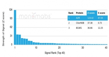 Analysis of a HuProt(TM) microarray containing more than 19,000 full-length human proteins using Alpha-2M antibody (clone A2M/6556). Z- and S- Score: The Z-score represents the strength of a signal that a monoclonal antibody (in combination with a fluorescently-tagged anti-IgG secondary antibody) produces when binding to a particular protein on the HuProt(TM) array. Z-scores are described in units of standard deviations (SD's) above the mean value of all signals generated on that array. If targets on HuProt(TM) are arranged in descending order of the Z-score, the S-score is the difference (also in units of SD's) between the Z-score. S-score therefore represents the relative target specificity of a mAb to its intended target. A mAb is considered to specific to its intended target, if the mAb has an S-score of at least 2.5. For example, if a mAb binds to protein X with a Z-score of 43 and to protein Y with a Z-score of 14, then the S-score for the binding of that mAb to protein X is equal to 29.