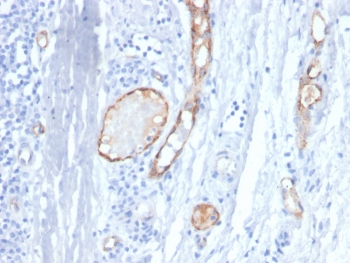 IHC staining of FFPE human tonsil tissue with vWF antibody (clone VWF/4458). HIER: boil tissue sections in pH 9 10mM Tris with 1mM EDTA for 20 min and allow to cool before testing.