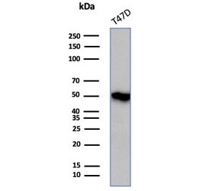 Western blot testing of human T-47D cell lysate with Coagulation Factor VII antibody (clone F7/4931). Predicted molecular weigh ~51 kDa but may be observed at higher molecular weights due to glycosylation.