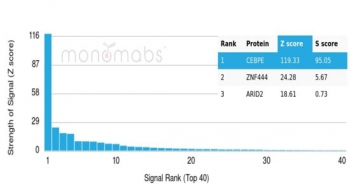 Analysis of a HuProt(TM) microarray containing more than 19,000 full-length human proteins using C/EBP epsilon antibody (clone PCRP-CEBPE-1G12). Z- and S- Score: The Z-score represents the strength of a signal that a monoclonal antibody (in combination with a fluorescently-tagged anti-IgG secondary antibody) produces when binding to a particular protein on the HuProt(TM) array. Z-scores are described in units of standard deviations (SD's) above the mean value of all signals generated on that array. If targets on HuProt(TM) are arranged in descending order of the Z-score, the S-score is the difference (also in units of SD's) between the Z-score. S-score therefore represents the relative target specificity of a mAb to its intended target. A mAb is considered to specific to its intended target, if the mAb has an S-score of at least 2.5. For example, if a mAb binds to protein X with a Z-score of 43 and to protein Y with a Z-score of 14, then the S-score for the binding of that mAb to protein X is equal to 29.