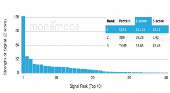 Analysis of a HuProt(TM) microarray containing more than 19,000 full-length human proteins using GCSF antibody (clone CSF3/4599). Z- and S- Score: The Z-score represents the strength of a signal that a monoclonal antibody (in combination with a fluorescently-tagged anti-IgG secondary antibody) produces when binding to a particular protein on the HuProt(TM) array. Z-scores are described in units of standard deviations (SD's) above the mean value of all signals generated on that array. If targets on HuProt(TM) are arranged in descending order of the Z-score, the S-score is the difference (also in units of SD's) between the Z-score. S-score therefore represents the relative target specificity of a mAb to its intended target. A mAb is considered to specific to its intended target, if the mAb has an S-score of at least 2.5. For example, if a mAb binds to protein X with a Z-score of 43 and to protein Y with a Z-score of 14, then the S-score for the binding of that mAb to protein X is equal to 29.