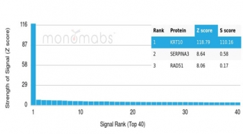 Analysis of a HuProt(TM) microarray containing more than 19,000 full-length human proteins using Keratin 10 antibody (clone KRT10/3861). Z- and S- Score: The Z-score represents the strength of a signal that a monoclonal antibody (in combination with a fluorescently-tagged anti-IgG secondary antibody) produces when binding to a particular protein on the HuProt(TM) array. Z-scores are described in units of standard deviations (SD's) above the mean value of all signals generated on that array. If targets on HuProt(TM) are arranged in descending order of the Z-score, the S-score is the difference (also in units of SD's) between the Z-score. S-score therefore represents the relative target specificity of a mAb to its intended target. A mAb is considered to specific to its intended target, if the mAb has an S-score of at least 2.5. For example, if a mAb binds to protein X with a Z-score of 43 and to protein Y with a Z-score of 14, then the S-score for the binding of that mAb to protein X is equal to 29.