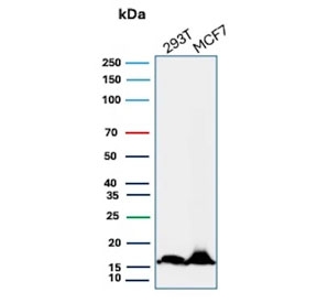 Western blot testing of human MCF-7 cell lysate with NME2 antibody (clone NME2/4160). Predicted molecular weight ~17 kDa.