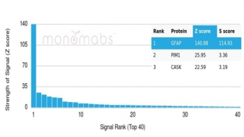 Analysis of a HuProt(TM) microarray containing more than 19,000 full-length human proteins using antibody to GFAP (GFAP/6882). Z- and S- Score: The Z-score represents the strength of a signal that a monoclonal antibody (in combination with a fluorescently-tagged anti-IgG secondary antibody) produces when binding to a particular protein on the HuProt(TM) array. Z-scores are described in units of standard deviations (SD's) above the mean value of all signals generated on that array. If targets on HuProt(TM) are arranged in descending order of the Z-score, the S-score is the difference (also in units of SD's) between the Z-score. S-score therefore represents the relative target specificity of a mAb to its intended target. A mAb is considered to specific to its intended target, if the mAb has an S-score of at least 2.5. For example, if a mAb binds to protein X with a Z-score of 43 and to protein Y with a Z-score of 14, then the S-score for the binding of that mAb to protein X is equal to 29.