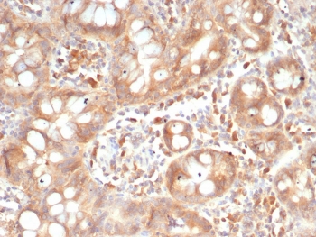 IHC staining of FFPE human small intestine tissue with SIGLEC10 antibody (clone SIGLEC10/7581). HIER: boil tissue sections in pH 9 10mM Tris with 1mM EDTA for 20 min and allow to cool before testing.