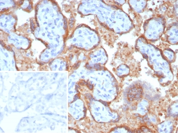 IHC staining of FFPE human placental tissue with Epstein-Barr virus induced 3 antibody (clone EBI3/8906). Inset: PBS used in place of primary Ab (secondary Ab negative control). HIER: boil tissue sections in pH 9 10mM Tris with 1mM EDTA for 20 min and allow to cool before testing.