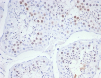 IHC staining of FFPE human testis tissue with KIF2C antibody (clone KIF2C/6526) at 2ug/ml. HIER: boil tissue sections in pH 9 10mM Tris with 1mM EDTA for 20 min and allow to cool before testing.