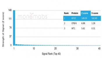 Analysis of a HuProt(TM) microarray containing more than 19,000 full-length human proteins using Kinesin like protein 6 antibody (clone KIF2C/6520). Z- and S- Score: The Z-score represents the strength of a signal that a monoclonal antibody (in combination with a fluorescently-tagged anti-IgG secondary antibody) produces when binding to a particular protein on the HuProt(TM) array. Z-scores are described in units of standard deviations (SD's) above the mean value of all signals generated on that array. If targets on HuProt(TM) are arranged in descending order of the Z-score, the S-score is the difference (also in units of SD's) between the Z-score. S-score therefore represents the relative target specificity of a mAb to its intended target. A mAb is considered to specific to its intended target, if the mAb has an S-score of at least 2.5. For example, if a mAb binds to protein X with a Z-score of 43 and to protein Y with a Z-score of 14, then the S-score for the binding of that mAb to protein X is equal to 29.