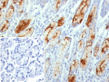 Immunohistochemistry analysis of MUC1 / Mucin-1 antibody (clone MUC1/8109R) in human stomach tissue. FFPE human stomach section shows strong membranous and apical cytoplasmic brown chromogenic staining in gastric epithelial cells lining glandular structures, consistent with MUC1 expression, while stromal cells exhibit minimal staining and nuclei appear blue. The inset shows PBS used in place of primary antibody as a negative control with no specific staining observed. Heat-induced epitope retrieval was performed by boiling tissue sections in pH 9 10 mM Tris with 1 mM EDTA for 20 minutes followed by cooling prior to staining.