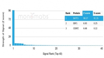 Analysis of a HuProt(TM) microarray containing more than 19,000 full-length human proteins using SNFT Mouse Monoclonal (PCRP-BATF3-1E5). Z- and S- Score: The Z-score represents the strength of a signal that a monoclonal antibody (in combination with a fluorescently-tagged anti-IgG secondary antibody) produces when binding to a particular protein on the HuProt(TM) array. Z-scores are described in units of standard deviations (SD's) above the mean value of all signals generated on that array. If targets on HuProt(TM) are arranged in descending order of the Z-score, the S-score is the difference (also in units of SD's) between the Z-score. S-score therefore represents the relative target specificity of a mAb to its intended target. A mAb is considered to specific to its intended target, if the mAb has an S-score of at least 2.5. For example, if a mAb binds to protein X with a Z-score of 43 and to protein Y with a Z-score of 14, then the S-score for the binding of that mAb to protein X is equal to 29.