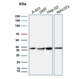 Western blot testing of human A431, 293T and HepG2 cell lysate and mouse NIH 3T3 cell lysate with PCNA antibody. Predicted molecular weight ~29 kDa, routinely observed at 29~36 kDa.