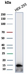 Western blot testing of human HEK293 cell lysate with GLIF antibody (clone MIF/4285). Predicted molecular weight ~13 kDa.