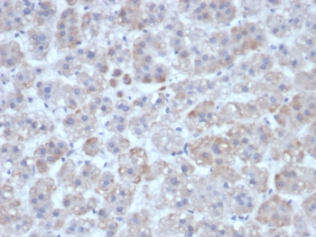 IHC staining of FFPE human adrenal gland tissue with Interleukin-1 beta antibody (clone IL1B/463). HIER: boil tissue sections in pH 9 10mM Tris with 1mM EDTA for 20 min and allow to cool before testing.