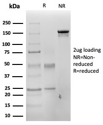 SDS-PAGE analysis of purified, BSA-free PAX3 antibody (clone PAX3/4700) as confirmation of integrity and purity.