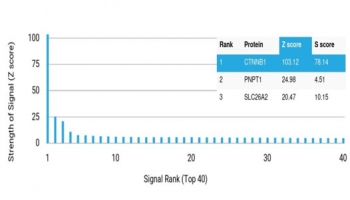 Analysis of a HuProt(TM) microarray containing more than 19,000 full-length human proteins using Catenin Beta antibody (clone CTNNB1/7759). Z- and S- Score: The Z-score represents the strength of a signal that a monoclonal antibody (in combination with a fluorescently-tagged anti-IgG secondary antibody) produces when binding to a particular protein on the HuProt(TM) array. Z-scores are described in units of standard deviations (SD's) above the mean value of all signals generated on that array. If targets on HuProt(TM) are arranged in descending order of the Z-score, the S-score is the difference (also in units of SD's) between the Z-score. S-score therefore represents the relative target specificity of a mAb to its intended target. A mAb is considered to specific to its intended target, if the mAb has an S-score of at least 2.5. For example, if a mAb binds to protein X with a Z-score of 43 and to protein Y with a Z-score of 14, then the S-score for the binding of that mAb to protein X is equal to 29.