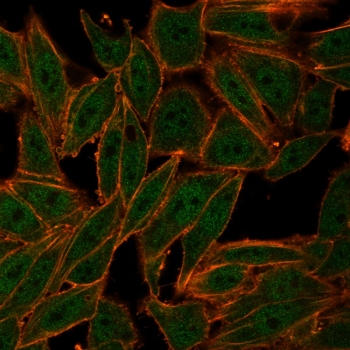 Immunofluorescent staining of PFA-fixed human HeLa cells with ZXDC antibody (clone PCRP-ZXDC-2B5). followed by goat anti-mouse IgG-CF488 (green); Red = CF640R phalloidin.