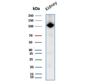 Western blot testing of human kidney tissue lysate with CD10 antibody. Routinely visualized at ~100 kDa.