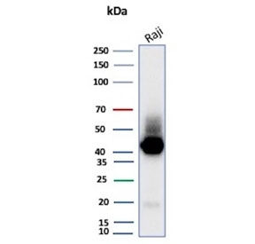 Western blot testing of human Raji cell lysate with CD38 antibody (clone CD38/8075R). Expected molecular weight: 34-46 kDa depending on glycosylation level.