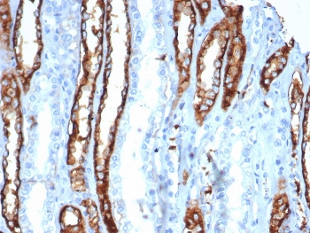 IHC staining of FFPE human kidney tissue with IL20RA antibody (clone IL20RA/0001). HIER: boil tissue sections in pH 9 10mM Tris with 1mM EDTA for 20 min and allow to cool before testing.