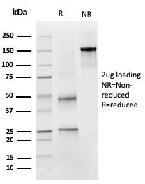 SDS-PAGE analysis of purified, BSA-free PAX4 antibody (clone PAX4/3011) as confirmation of integrity and purity.